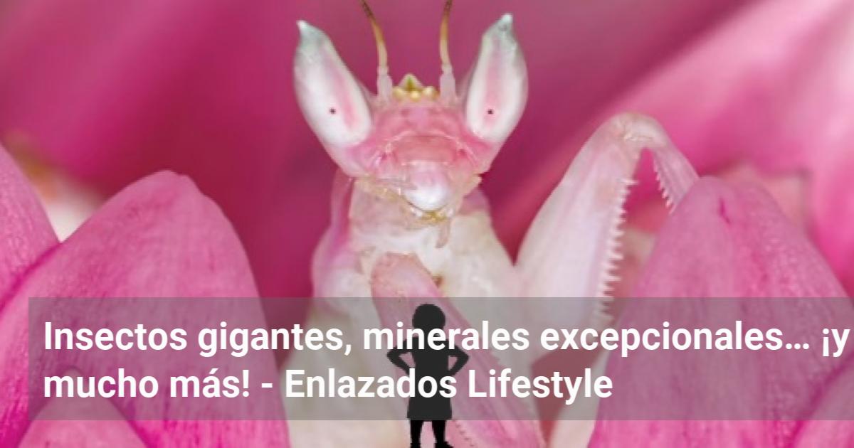 Gig Insect Insectos gigantes, minerales excepcionales… ¡y mucho más! – Enlazados ...